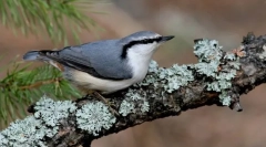 Hogy a madarak képesek-e a fák körül futni